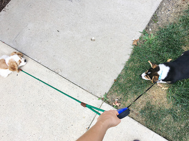 Cocker spaniel puppy and corgi puppy
