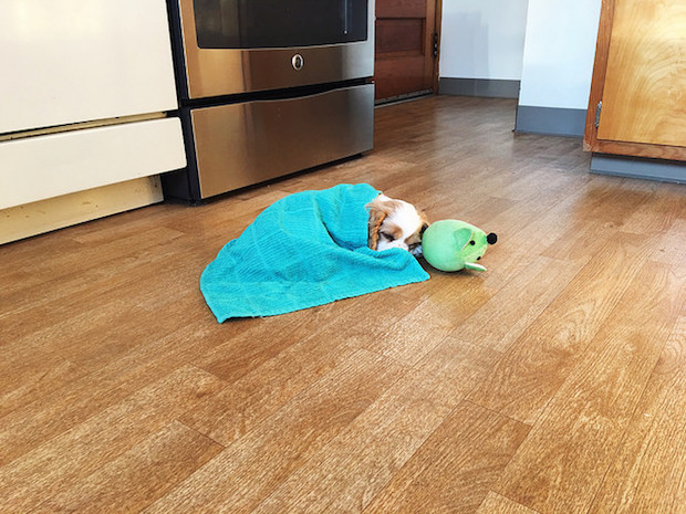 Cocker Spaniel puppy cuddled under towel with toy