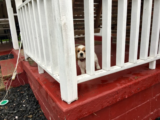 Brown and white cocker spaniel puppy