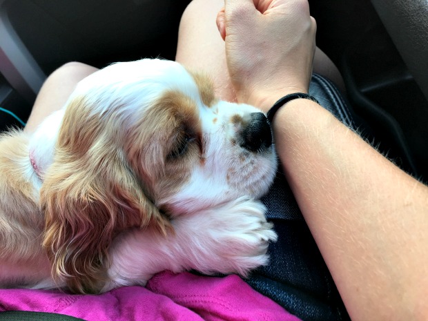 Brown and white cocker spaniel puppy