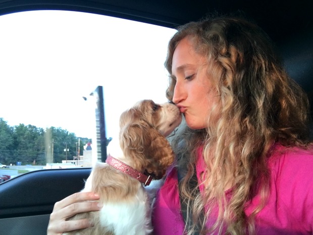 Brown and white cocker spaniel puppy kissing girl