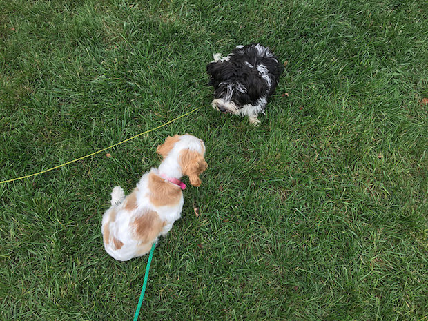 cocker spaniel and havanese puppy