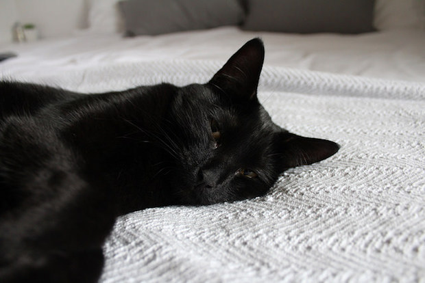 Black cat sleeping on bed