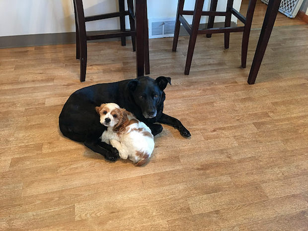 Black lab and cocker spaniel puppy cuddling