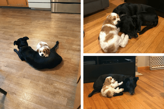 Dog and puppy cuddling