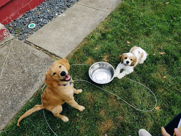 Cocker spaniel puppy and golden retriever puppy