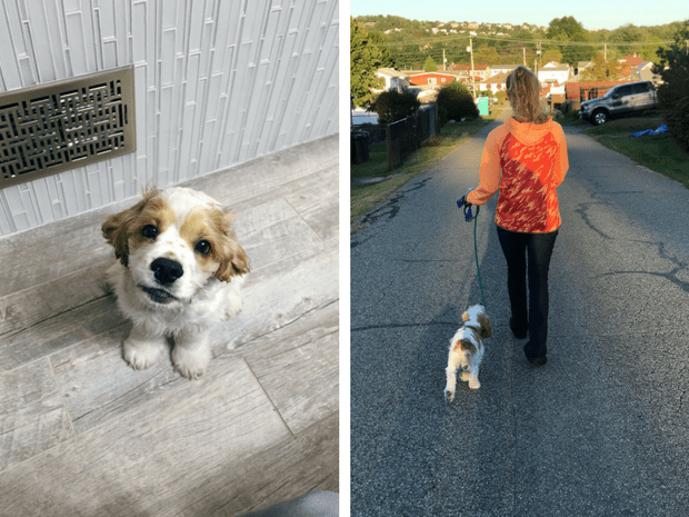 Cocker spaniel puppy