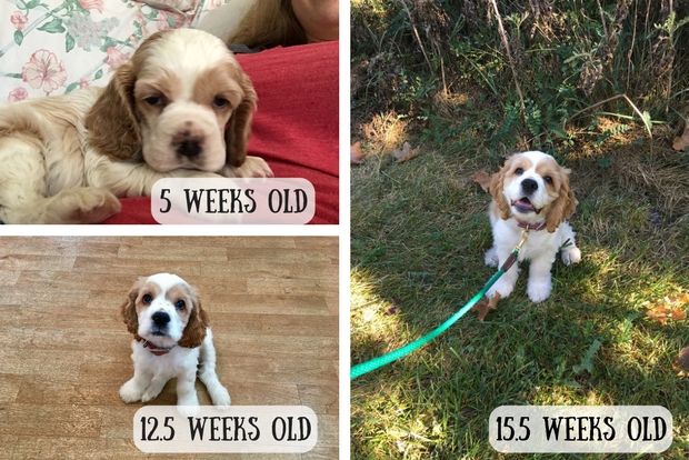 Cocker spaniel puppy growth at five weeks to 15 weeks