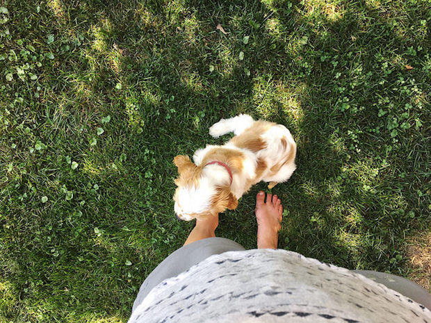 Cocker spaniel puppy sitting in grass