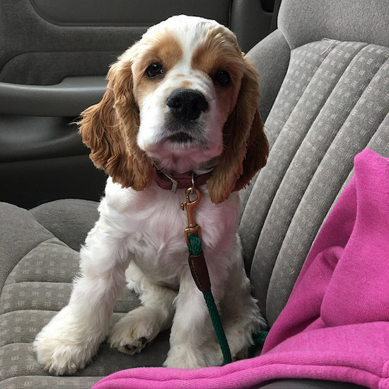 Brown and white cocker spaniel puppy