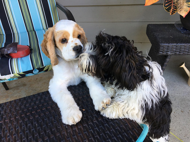 Havanese and cocker spaniel puppies