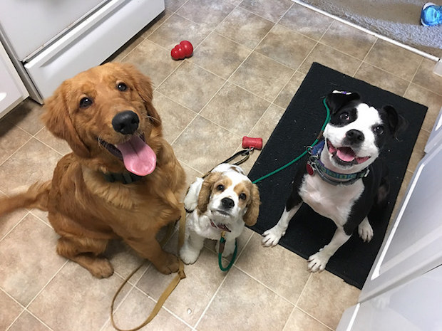 Dogs sitting together