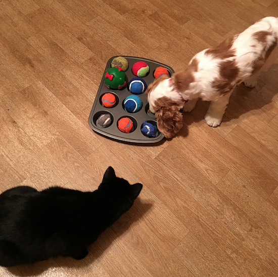 Dog and cat doing a puzzle together with tennis balls