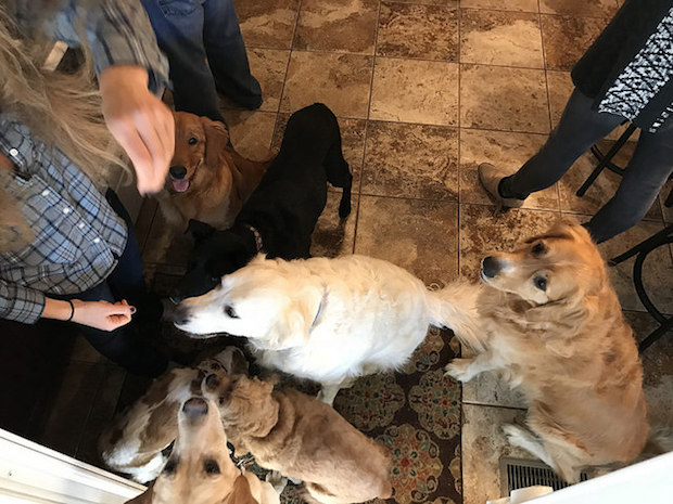 Group of dogs