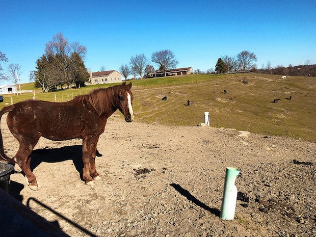 Brown and white horse overlooking field