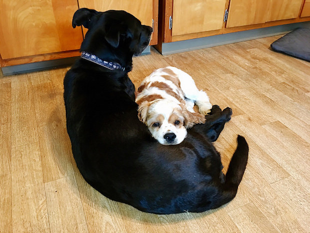 Cocker spaniel puppy cuddling black lab mix