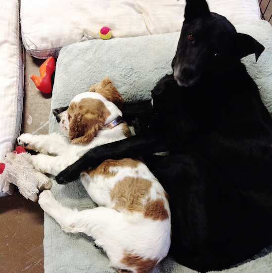 Black lab mix and cocker spaniel puppy cuddling