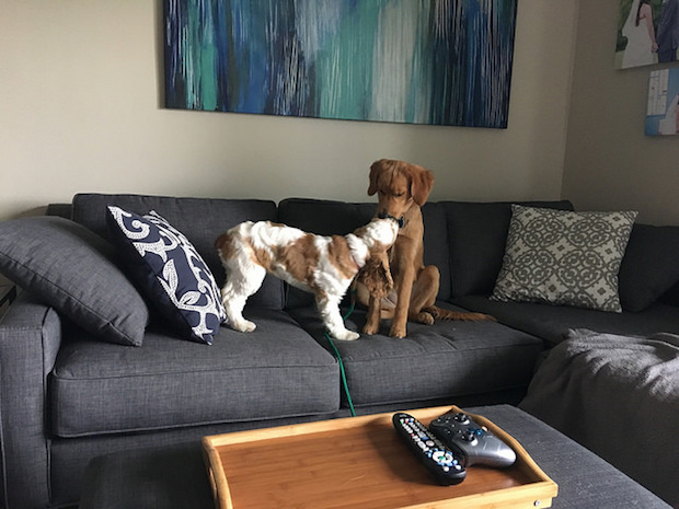 Golden retriever puppy and cocker spaniel puppy