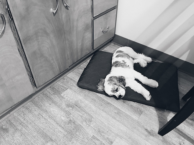 Cockerspaniel puppy sleeping