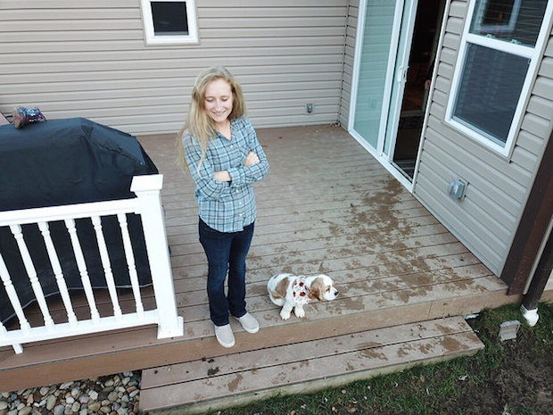 Brown and white parti cocker spaniel puppy