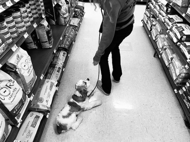 Petco Positive Dog Training Puppy II Class