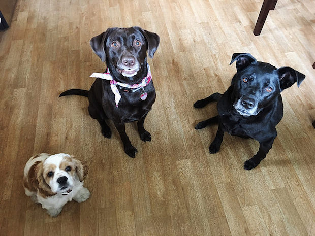 Cocker spaniel puppy, chocolate lab, and black lab sitting together