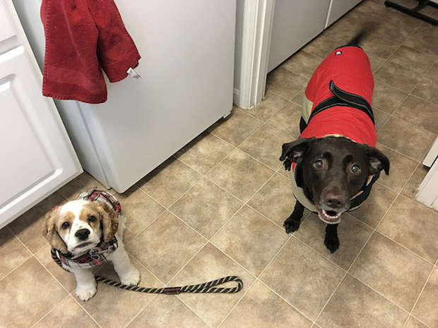 Cocker spaniel and chocolate lab in winter coats