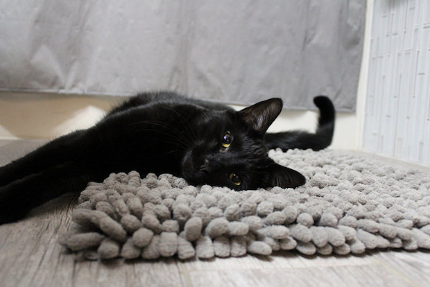 Black cat laying on gray rug