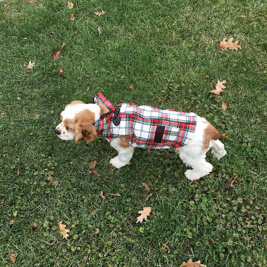 Brown and white cocker spaniel puppy in sweater