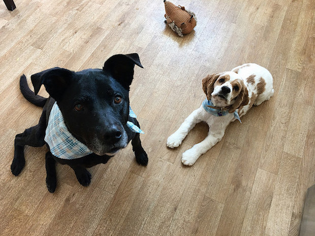 Black lab mix and cocker spaniel puppy with bandanas
