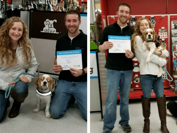 Cocker spaniel at Petco Positive Dog Training