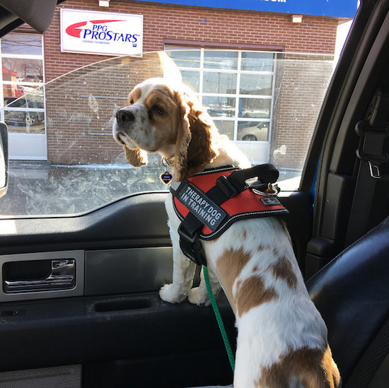 Cocker spaniel puppy in car therapy dog in training