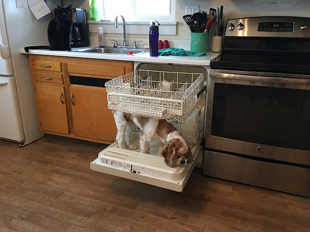 Cocker Spaniel puppy standing on dishwasher