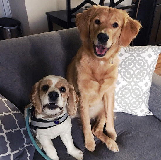 Cocker spaniel and golden retriever sitting on couch