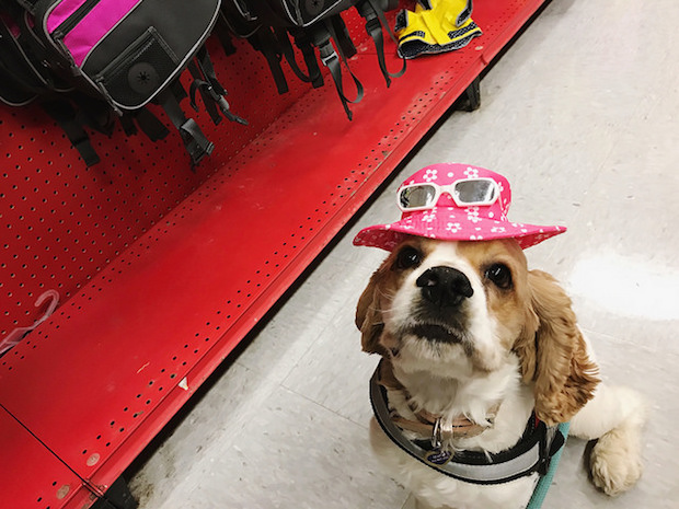 Cocker spaniel puppy wearing pink sun hat and sunglasses 