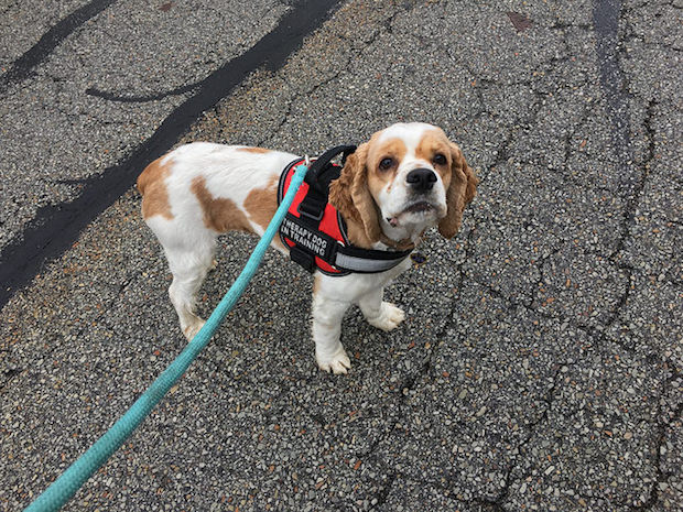 Parti colored Cocker Spaniel puppy therapy dog in training harness on walk