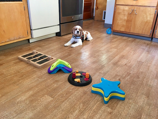 Cocker spaniel puppy practicing leave it command with dog food puzzles