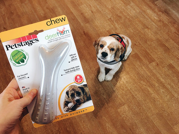 Cocker spaniel with Petstages deerhorn chew