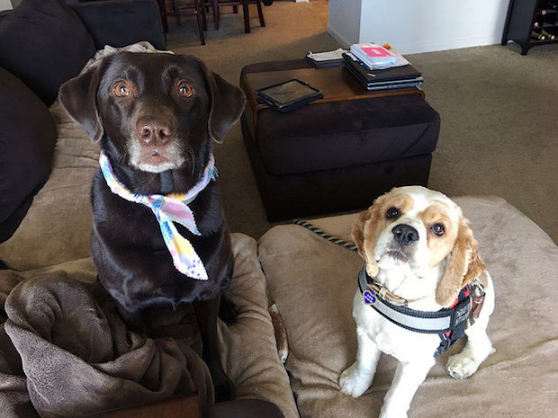 Cocker spaniel puppy and chocolate lab on couch together