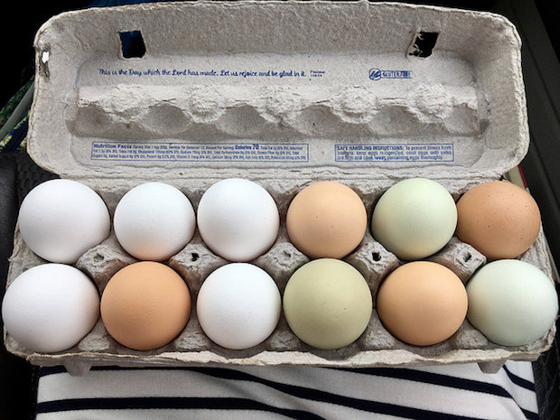 Farm fresh chicken eggs