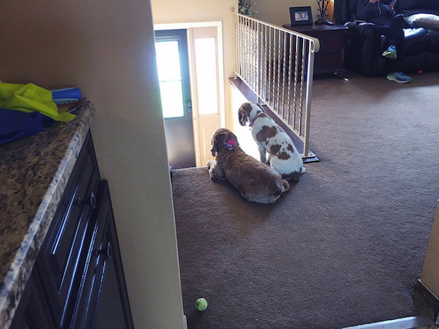 Buff colored cocker spaniel and parti colored cocker spaniel puppy sitting together