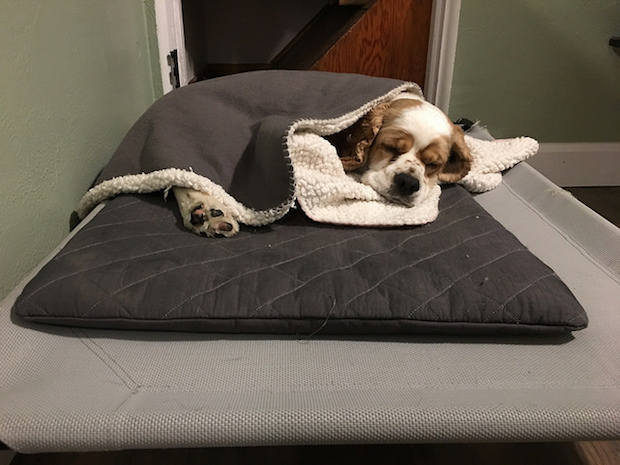 Cocker spaniel puppy tucked into blanket sleeping