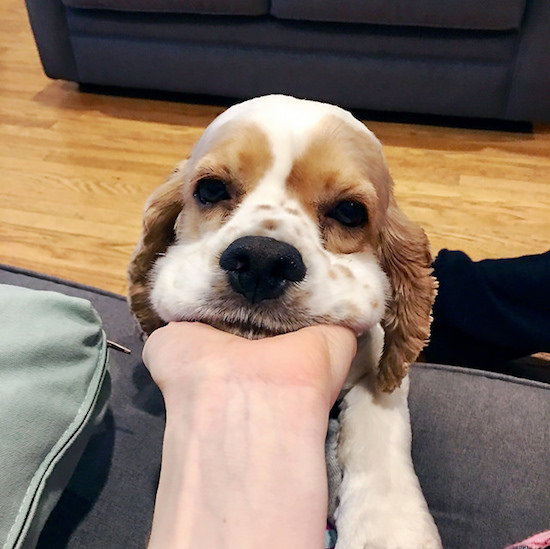 Brown and white parti colored cocker spaniel puppy with freckles 