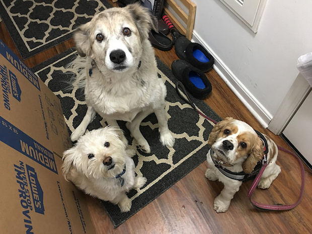 Three dogs looking at camera big and small