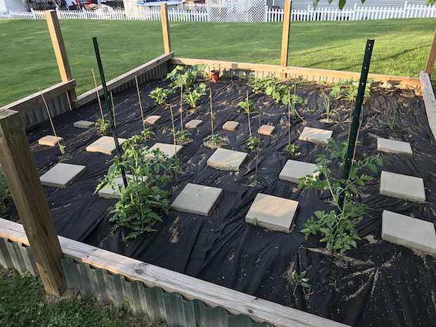 Vegetable garden with fence and weed block