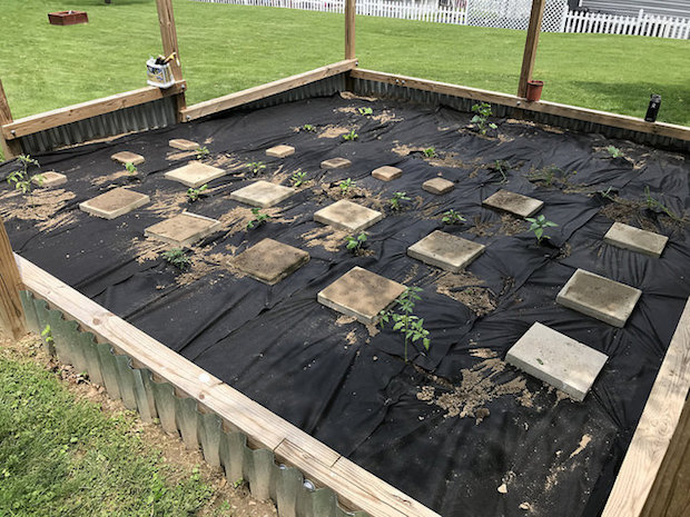 Vegetable garden with steel and wood fence and landscaping fabric