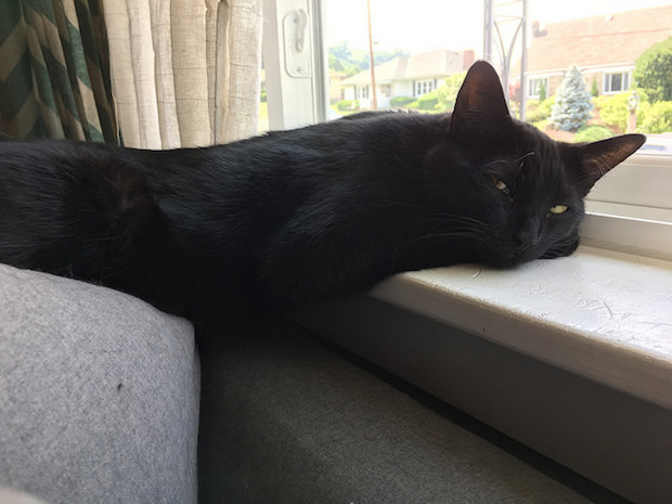 Black cat laying in windowsill
