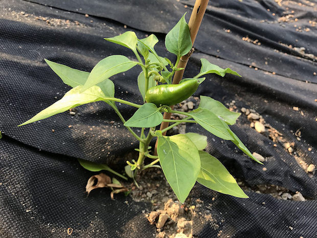 Mini bell pepper ripening in vegetable garden