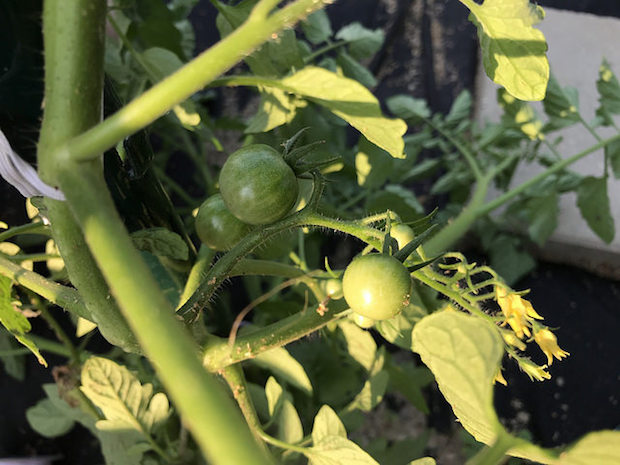 Cherry tomatoes on vine that are unripe and ripening in vegetable garden