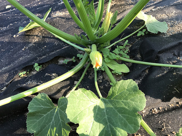 Zucchini blossom in vegetable garden
